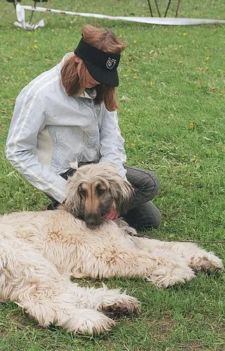 Afghan Hound #26, a Afghan Hound in the PetMatch pool