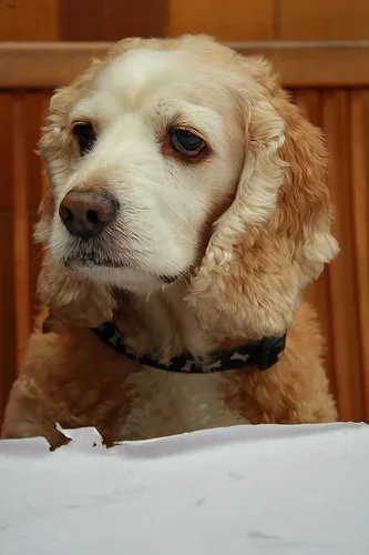 english cocker spaniel #109, a Cocker Spaniel in the PetMatch pool