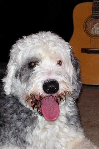 Old English Sheepdog #12, a Old English Sheepdog in the PetMatch pool