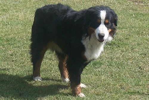 Bernese Mountain Dog #24, a Bernese Mountain Dog in the PetMatch pool