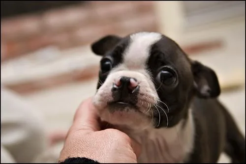 Boston Bull #2, a Boston Terrier in the PetMatch pool