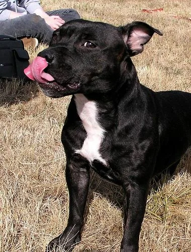 Staffordshire Bullterrier #103, a Staffordshire Bull Terrier in the PetMatch pool
