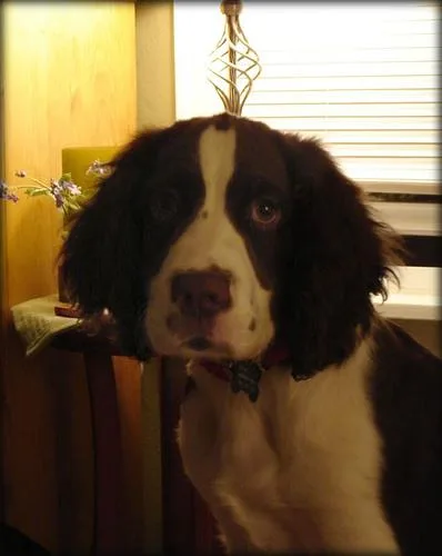 English Springer #110, a English Springer Spaniel in the PetMatch pool