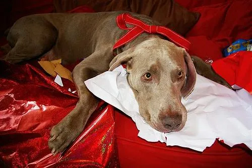 Weimaraner #27, a Weimaraner in the PetMatch pool