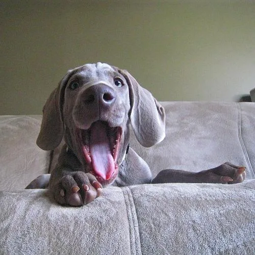 Weimaraner #10, a Weimaraner in the PetMatch pool