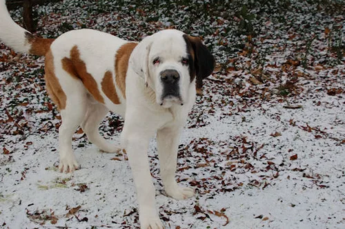 saint bernard #107, a Saint Bernard in the PetMatch pool