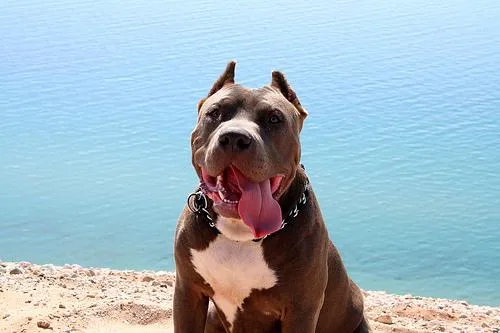 American Staffordshire Terrier #35, a American Staffordshire Terrier in the PetMatch pool