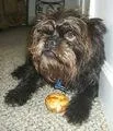Affenpinscher #65, a Affenpinscher in the PetMatch pool