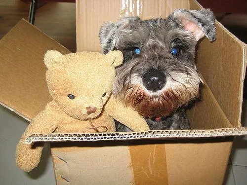 Miniature Schnauzer #109, a Miniature Schnauzer in the PetMatch pool
