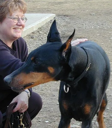 Doberman #15, a Doberman Pinscher in the PetMatch pool