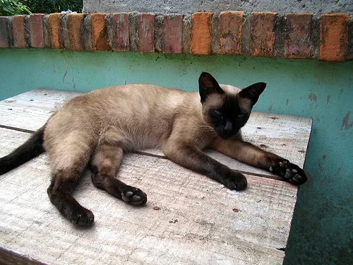 Mixed #14074, a Siamese in the PetMatch pool