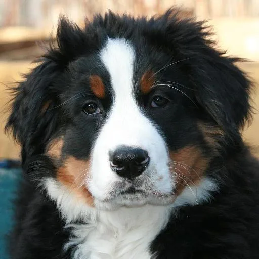 Mixed #2349, a Bernese Mountain Dog in the PetMatch pool