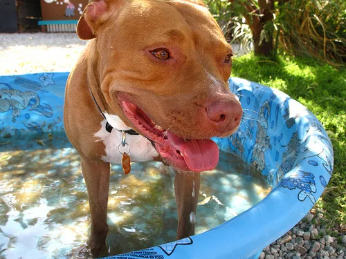 american pit bull terrier #97, a American Staffordshire Terrier in the PetMatch pool