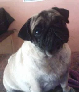 pug #169, a Pug in the PetMatch pool