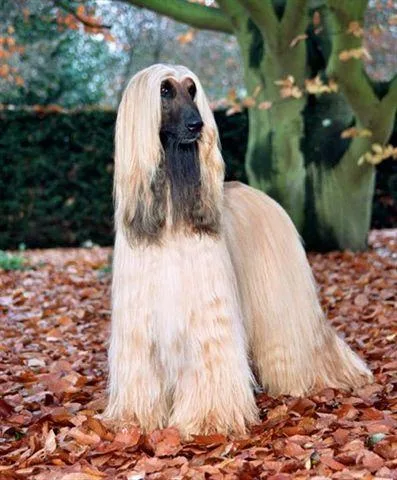 Afghan Hound #90, a Afghan Hound in the PetMatch pool