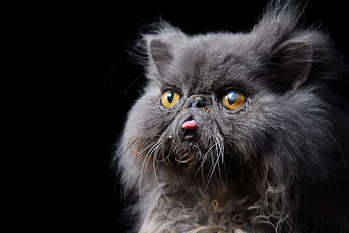 Persian #72, a Persian in the PetMatch pool