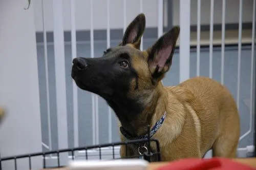 Malinois #106, a Belgian Malinois in the PetMatch pool