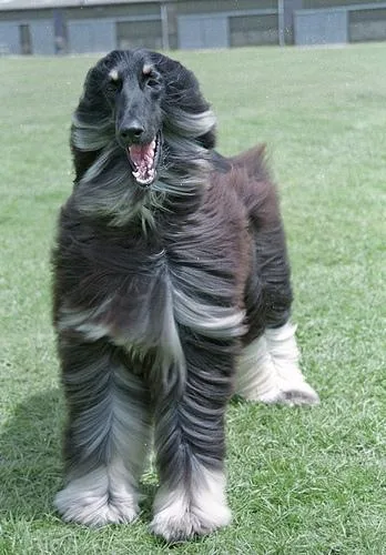 Afghan Hound #1, a Afghan Hound in the PetMatch pool