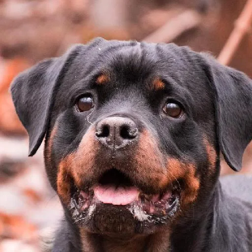 Mixed #2127, a Rottweiler in the PetMatch pool