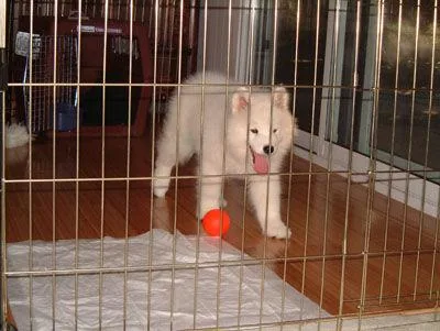 Samoyed #80, a Samoyed in the PetMatch pool