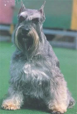 Standard Schnauzer #70, a Standard Schnauzer in the PetMatch pool