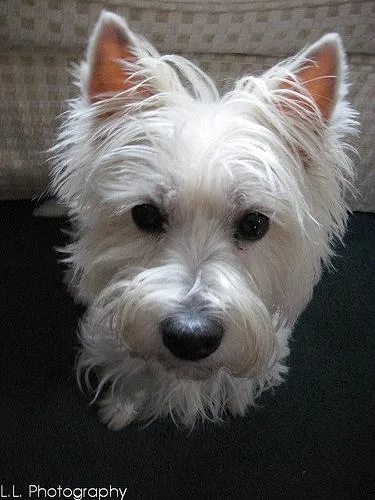 West Highland White Terrier #69, a West Highland White Terrier in the PetMatch pool