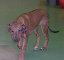 Rhodesian Ridgeback #29, a Rhodesian Ridgeback in the PetMatch pool