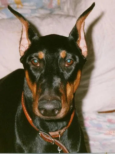 Doberman #30, a Doberman Pinscher in the PetMatch pool