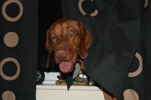 Vizsla #86, a Vizsla in the PetMatch pool