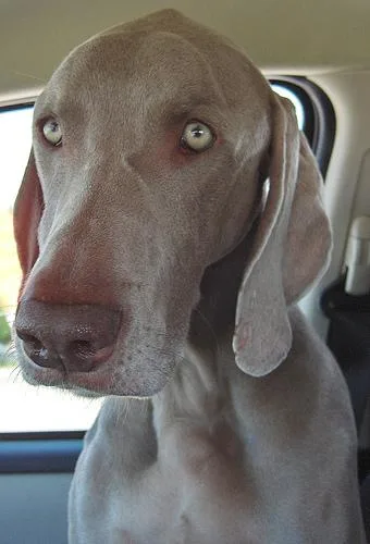 Weimaraner #87, a Weimaraner in the PetMatch pool