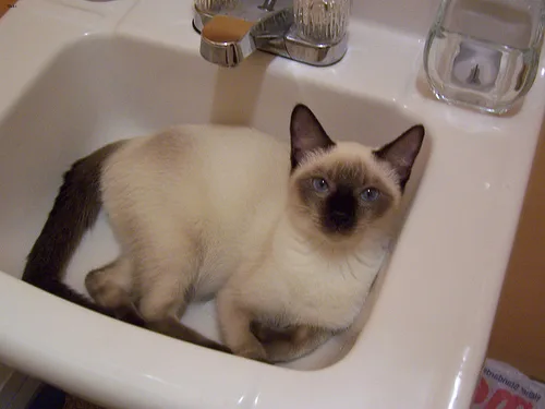 Siamese #160, a Siamese in the PetMatch pool