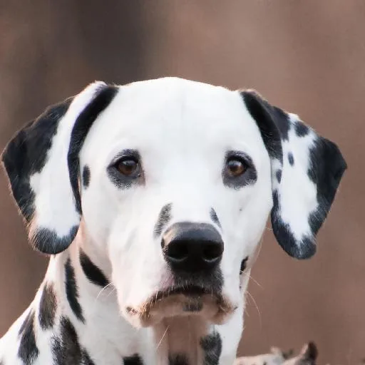 Mixed #2392, a Dalmatian in the PetMatch pool