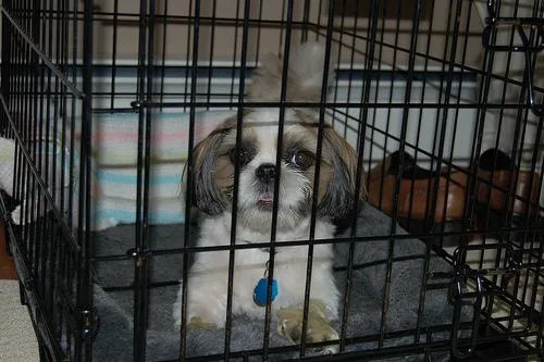 Shih Tzu #78, a Shih Tzu in the PetMatch pool