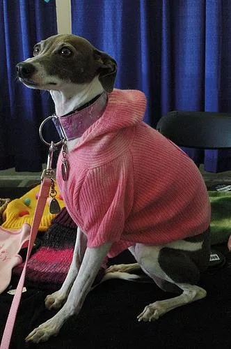 Italian Greyhound #28, a Greyhound in the PetMatch pool
