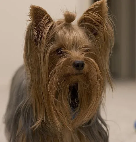 Yorkshire Terrier #23, a Yorkshire Terrier in the PetMatch pool