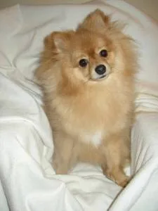 pomeranian #139, a Pomeranian in the PetMatch pool