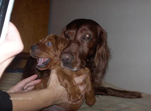 Irish Setter #49, a Irish Setter in the PetMatch pool