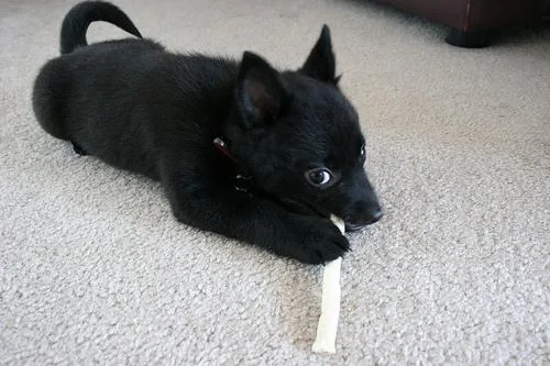 Schipperke #89, a Schipperke in the PetMatch pool