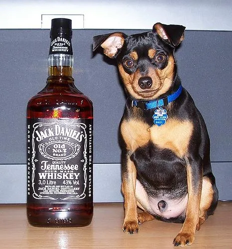 Miniature Pinscher #12, a Miniature Pinscher in the PetMatch pool