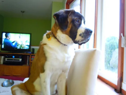saint bernard #43, a Saint Bernard in the PetMatch pool
