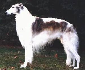 Borzoi #24, a Borzoi in the PetMatch pool