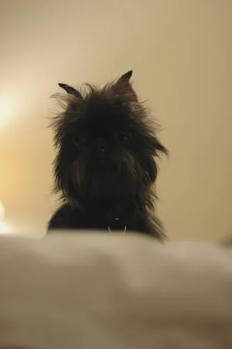 Affenpinscher #102, a Affenpinscher in the PetMatch pool