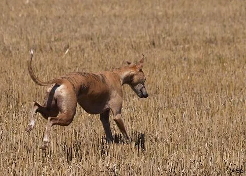 Whippet #100, a Whippet in the PetMatch pool