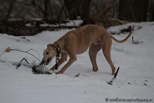 Whippet #53, a Whippet in the PetMatch pool