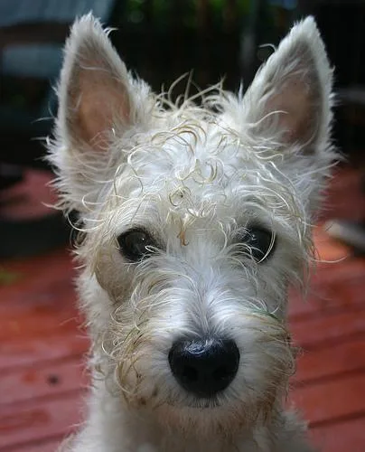 West Highland White Terrier #93, a West Highland White Terrier in the PetMatch pool
