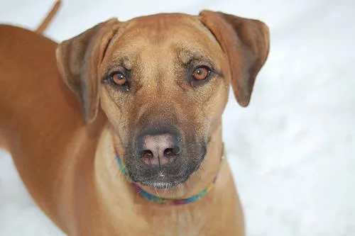 Rhodesian Ridgeback #17, a Rhodesian Ridgeback in the PetMatch pool