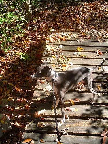 Italian Greyhound #3, a Greyhound in the PetMatch pool