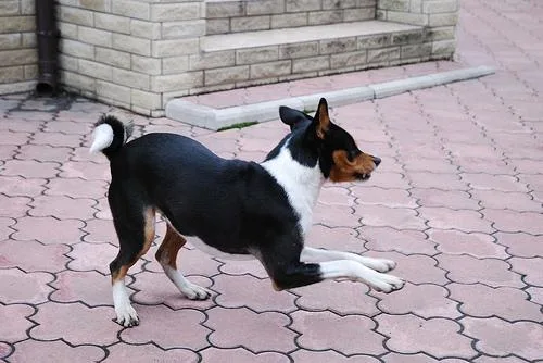 Basenji #72, a Basenji in the PetMatch pool