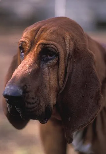 Bloodhound #54, a Bloodhound in the PetMatch pool