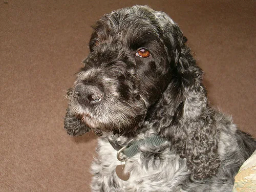 english cocker spaniel #11, a Cocker Spaniel in the PetMatch pool